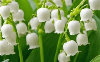 🌼 En mai fait ce qu’il te plaît… avec Energym Club !